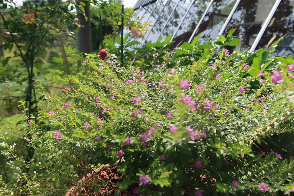 f:id:akoizuminobaka:20221220182312j:image