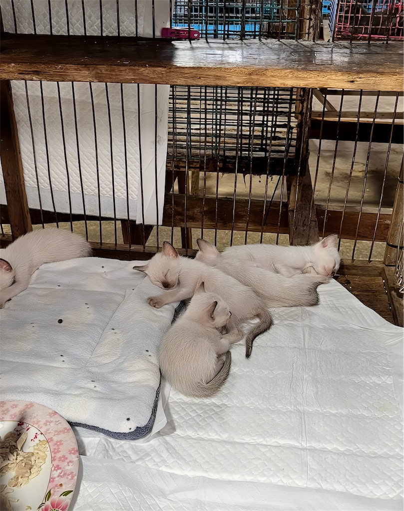 f:id:akoizuminobaka:20251124152940j:image