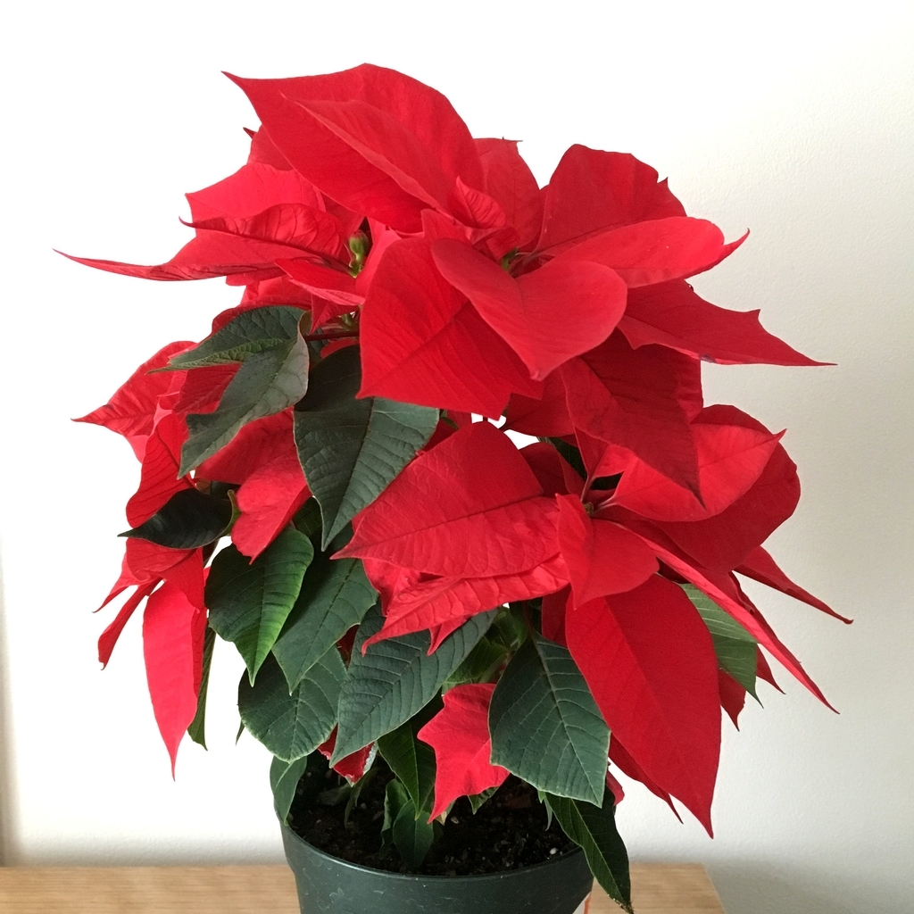 クリスマスの花といえばポインセチア Ecoな花活け生活