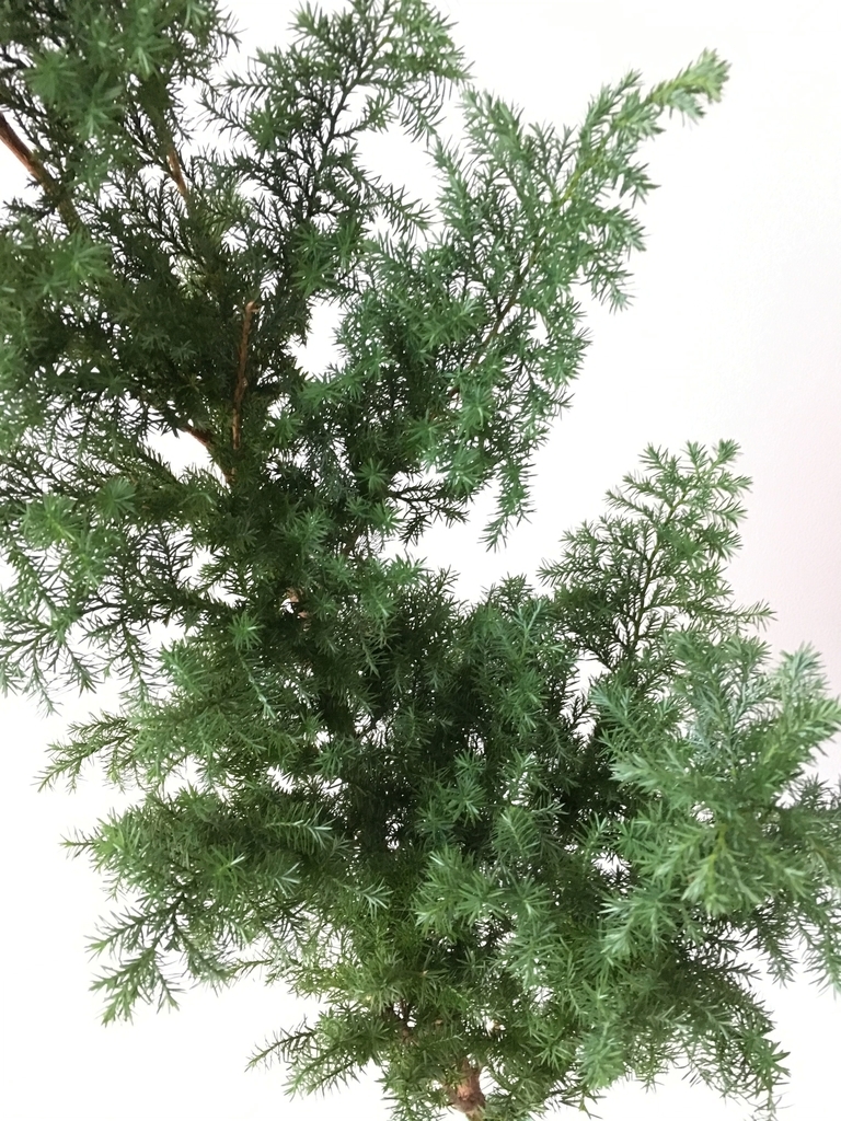 f:id:akokura:20181216211932j:image:w300