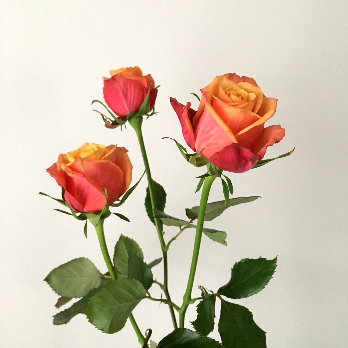f:id:akokura:20190320152053j:image:w300