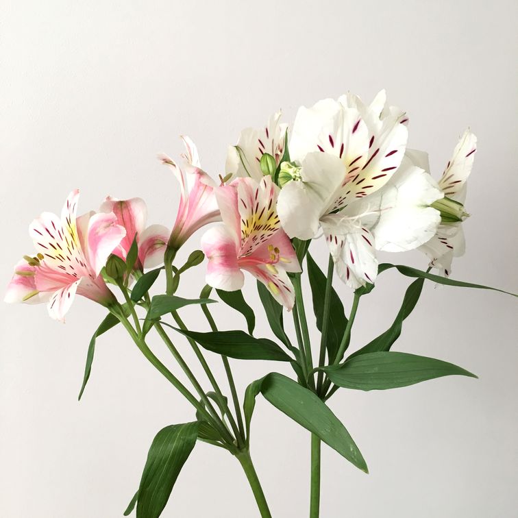 f:id:akokura:20190522174152j:image:w300 f:id:akokura:20190522174152j:image:w300