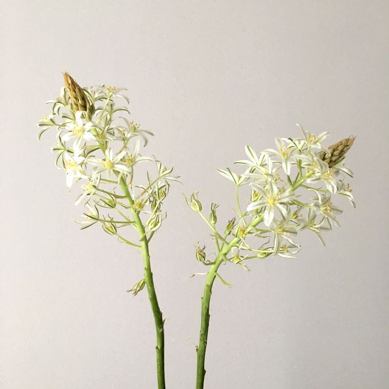 f:id:akokura:20190619182110j:image:w300