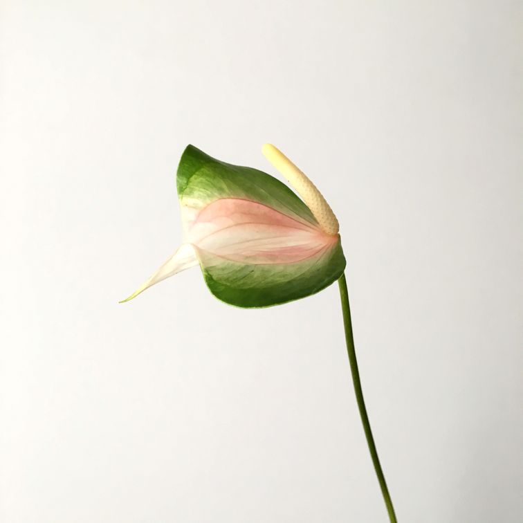 f:id:akokura:20190619182855j:image:w300