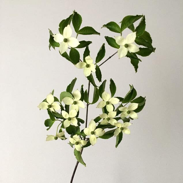 f:id:akokura:20190626180639j:image:w300