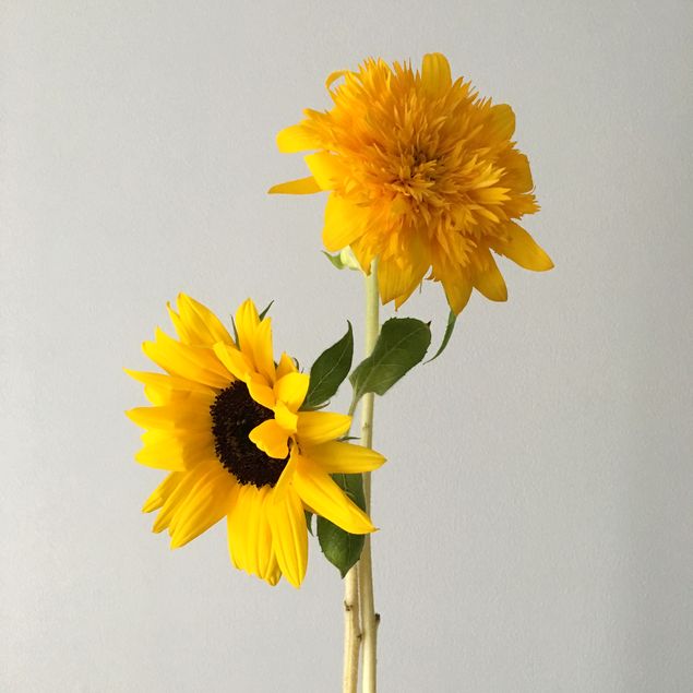 f:id:akokura:20190626181208j:image:w300