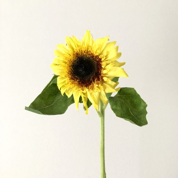 f:id:akokura:20190710160459j:image:w300