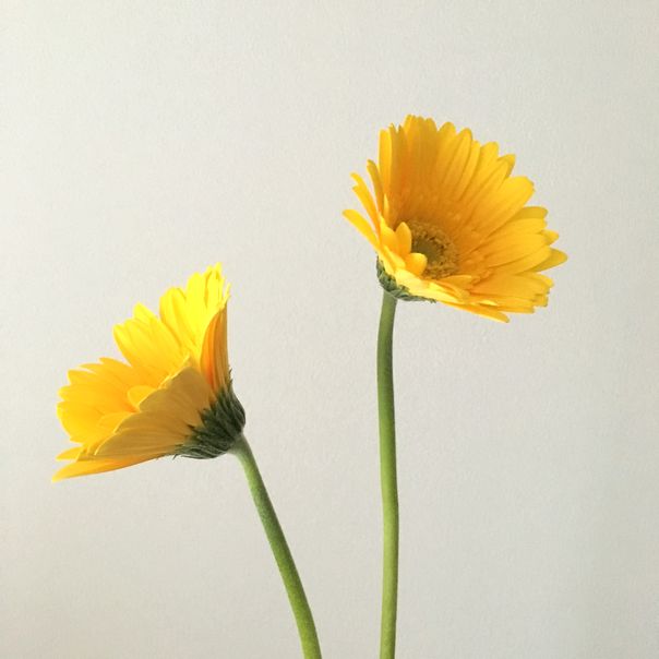 f:id:akokura:20190724175314j:image:w300