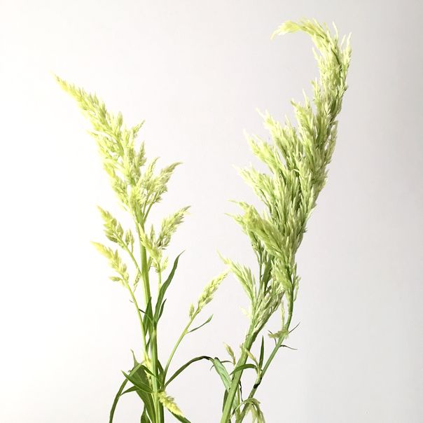 f:id:akokura:20190731175159j:image:w300 f:id:akokura:20190731175159j:image:w300