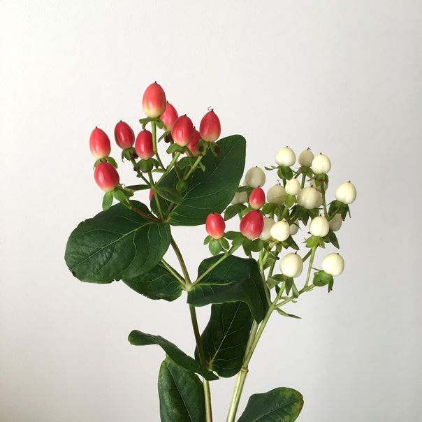 f:id:akokura:20190731175435j:image:w300 f:id:akokura:20190731175435j:image:w300