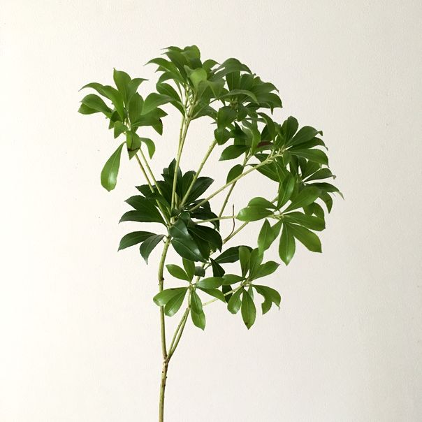 f:id:akokura:20190731175609j:image:w300 f:id:akokura:20190731175609j:image:w300