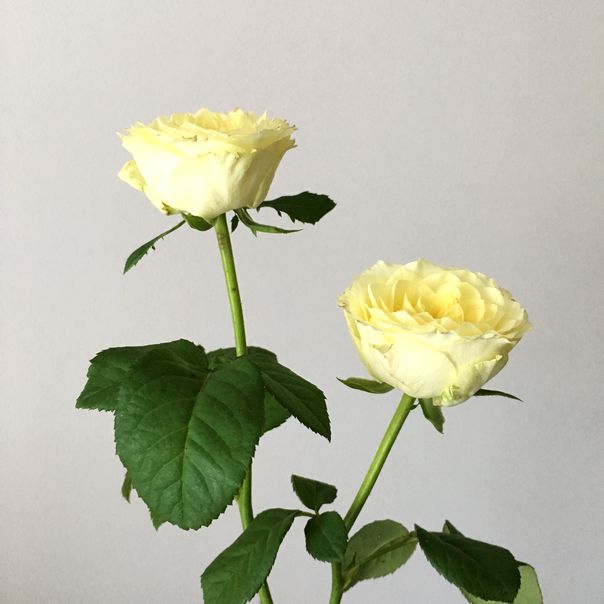 f:id:akokura:20190911211613j:image:w300