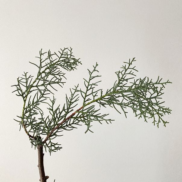 f:id:akokura:20191218214943j:image:w300 f:id:akokura:20191218214943j:image:w300