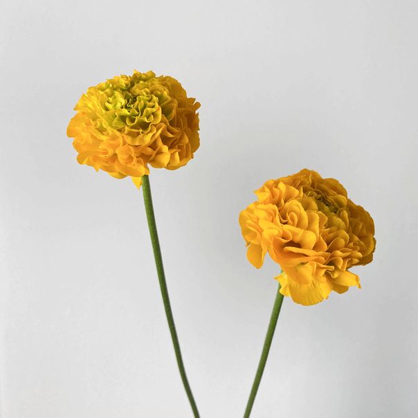 f:id:akokura:20200326170926j:image:w200 f:id:akokura:20200326170926j:image:w200