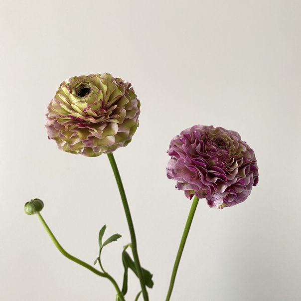 f:id:akokura:20200326171006j:image:w200 f:id:akokura:20200326171006j:image:w200
