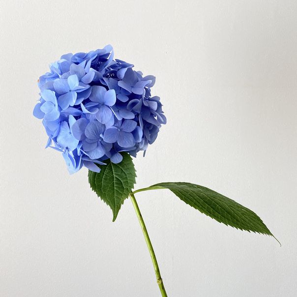 f:id:akokura:20200625204752j:image:w300