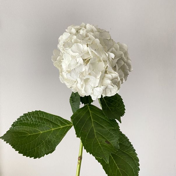 f:id:akokura:20210626202409j:image:w300