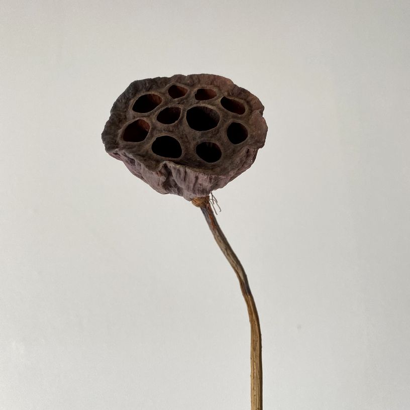 f:id:akokura:20211130145330j:image:w350