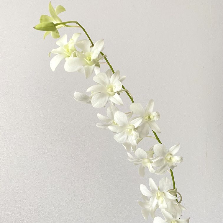 思わぬおまけで花活け Ecoな花活け生活