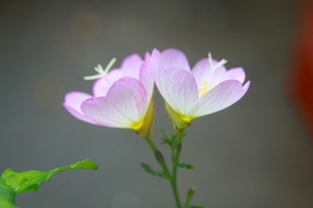 f:id:akooyot:20210520085059j:plain