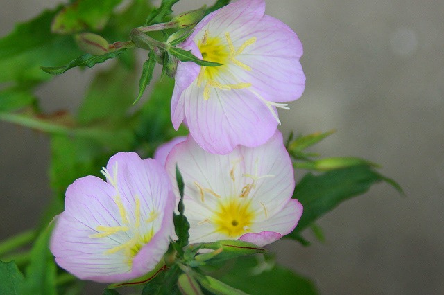 f:id:akooyot:20210520085310j:plain