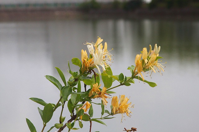 f:id:akooyot:20210520090307j:plain