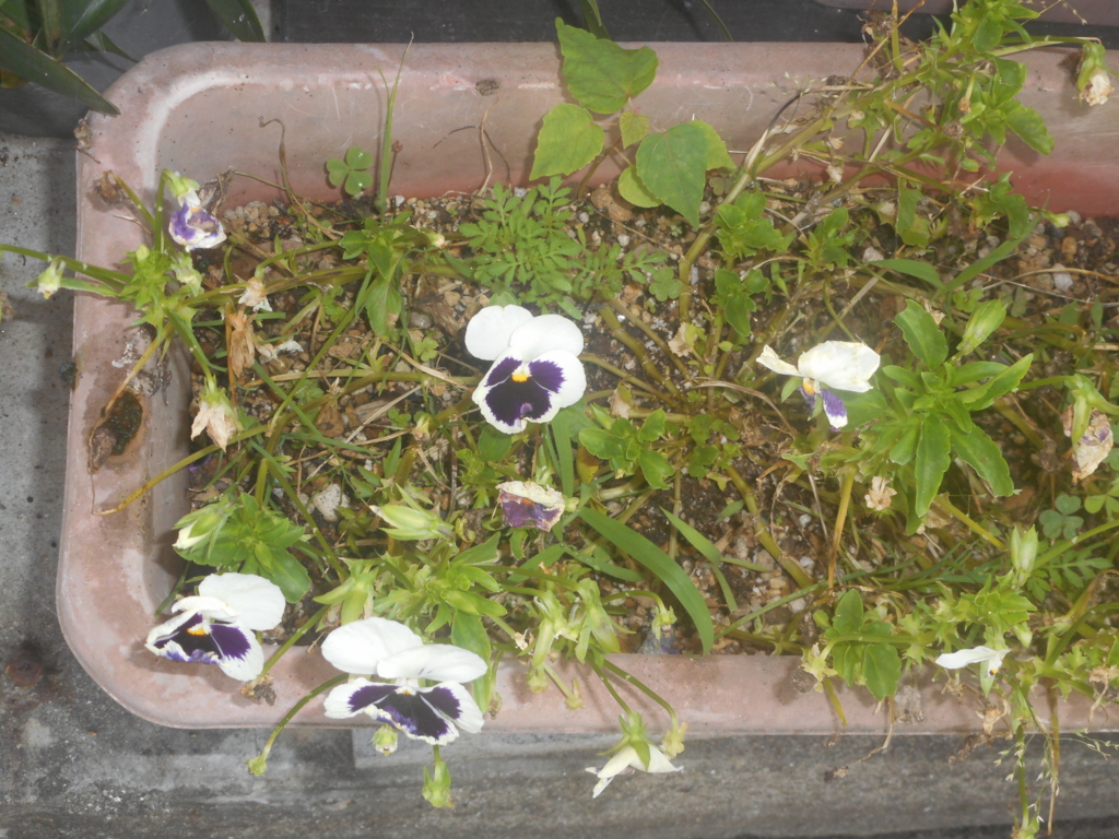 f:id:akouroushix:20160707112542j:plain