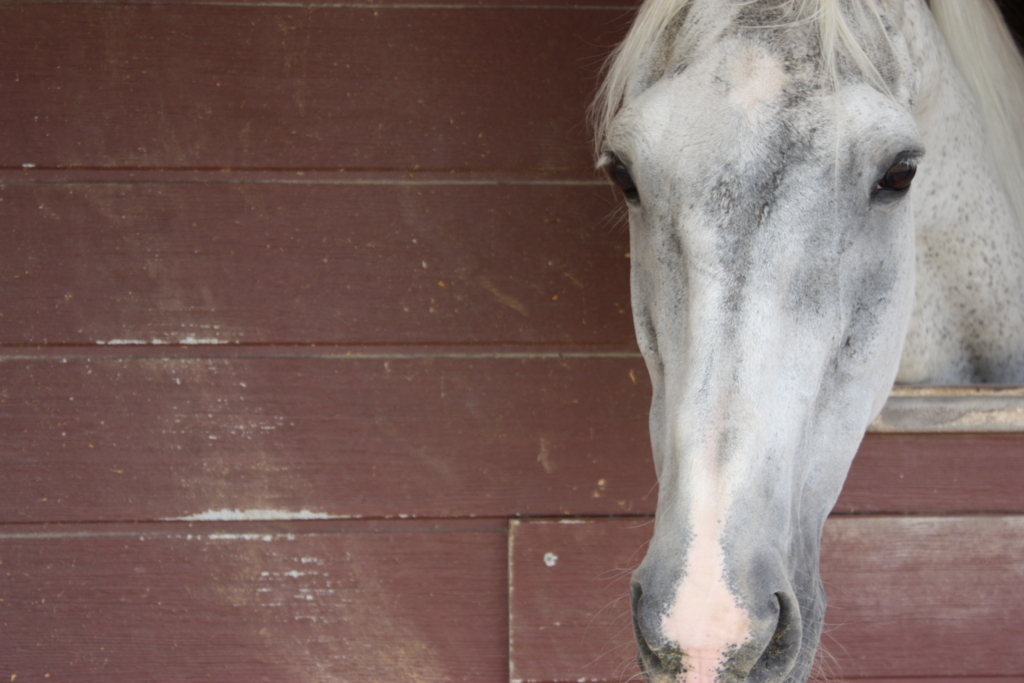 f:id:akouroushix:20161003134716j:plain f:id:akouroushix:20161003134716j:plain