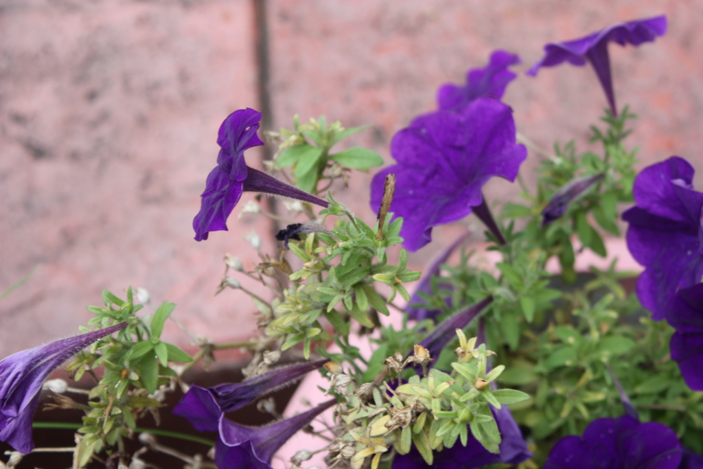 f:id:akouroushix:20170112140644j:plain