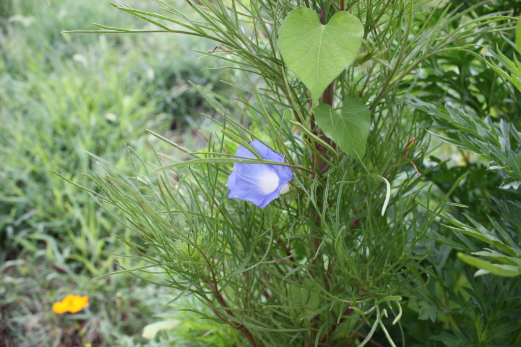 f:id:akouroushix:20170115172031j:plain