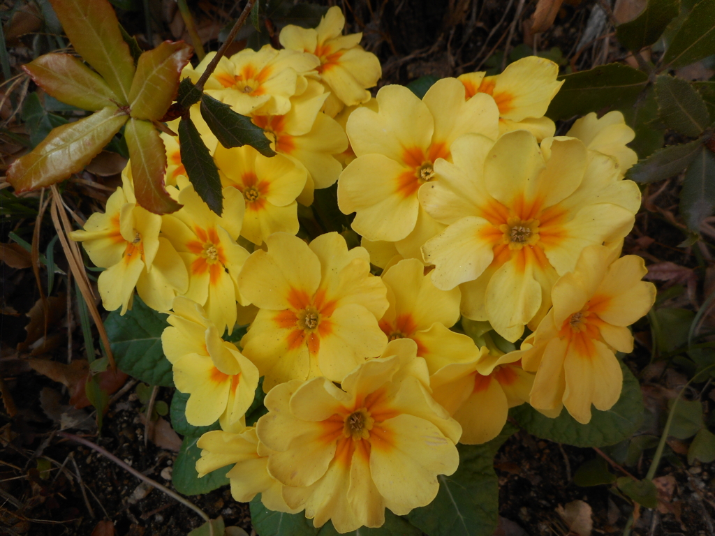 f:id:akouroushix:20170216104512j:plain