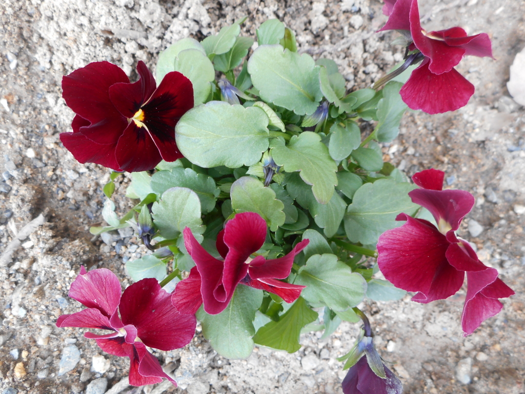 f:id:akouroushix:20170220165825j:plain