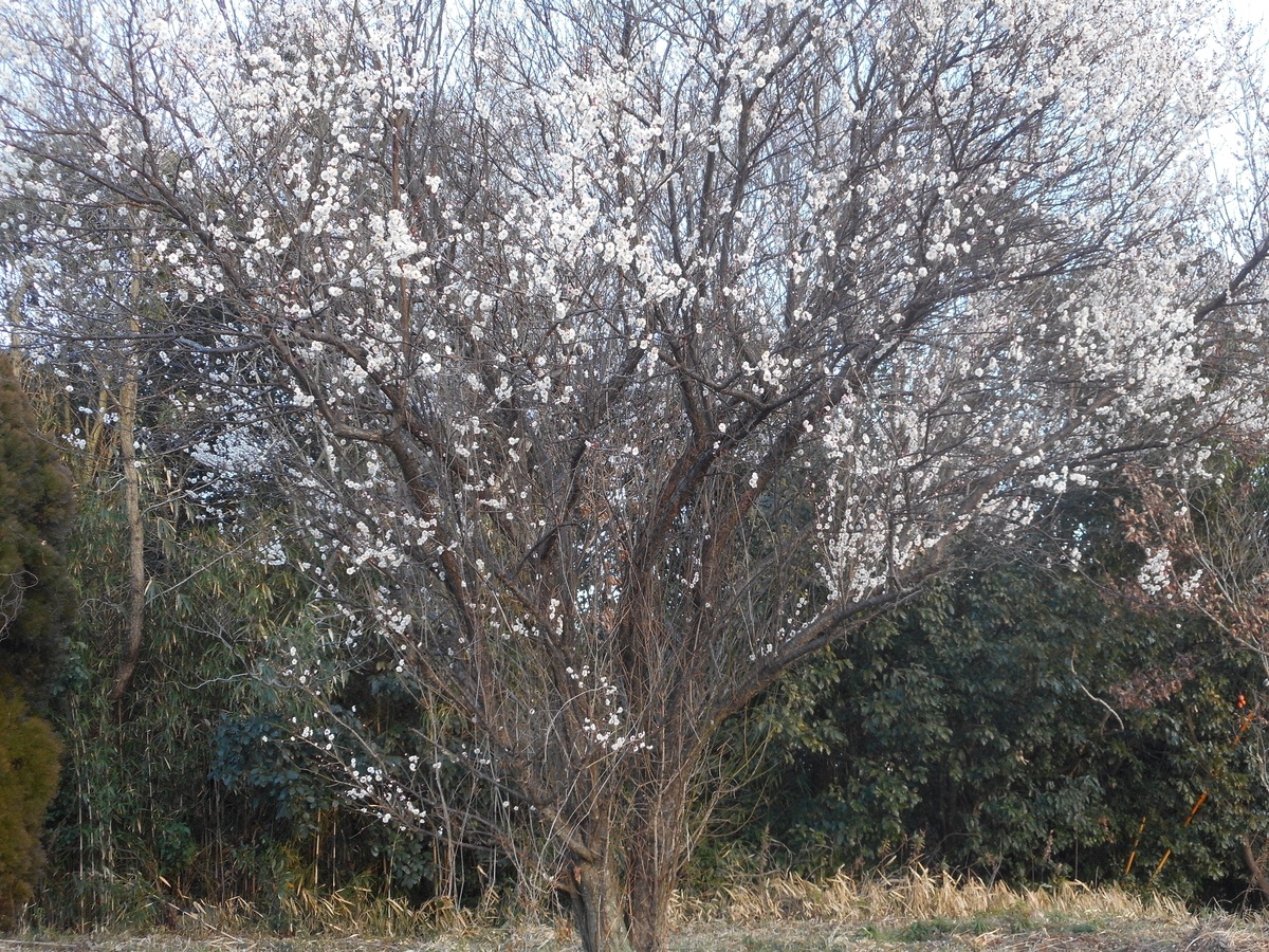 f:id:akouroushix:20190316113905j:plain