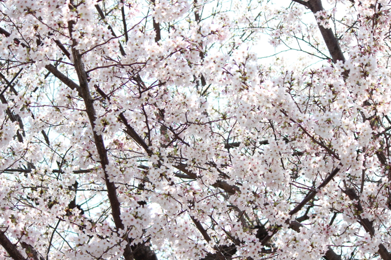 f:id:akt1026:20130330103217j:image