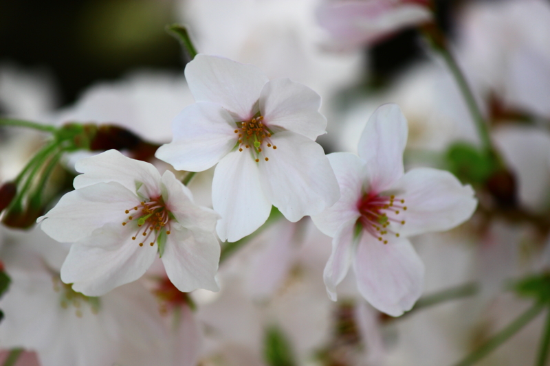 f:id:akt1026:20130330104346j:image