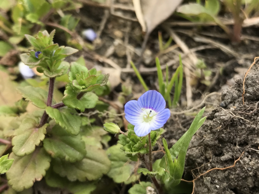 f:id:akuringo:20170505141727j:plain f:id:akuringo:20170505141727j:plain