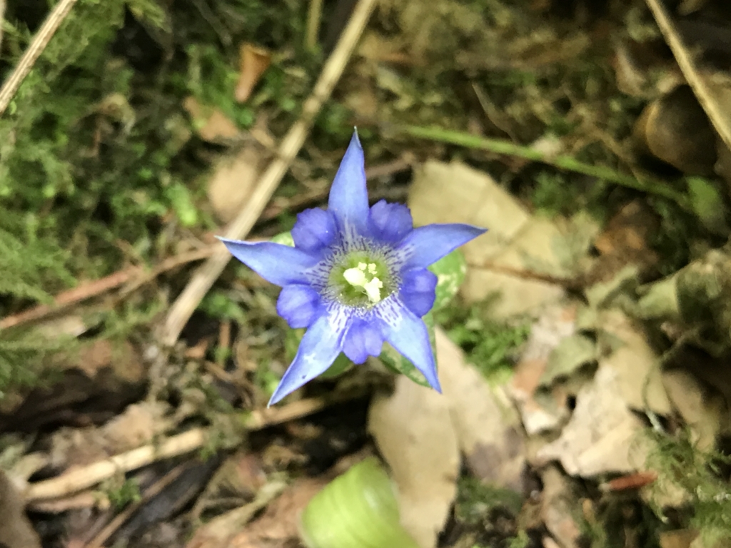 f:id:akuringo:20170517191120j:plain f:id:akuringo:20170517191120j:plain