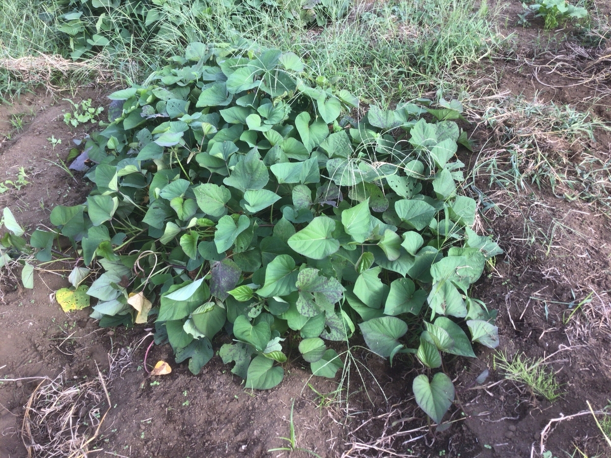 f:id:al-kana:20191005134146j:plain f:id:al-kana:20191005134146j:plain