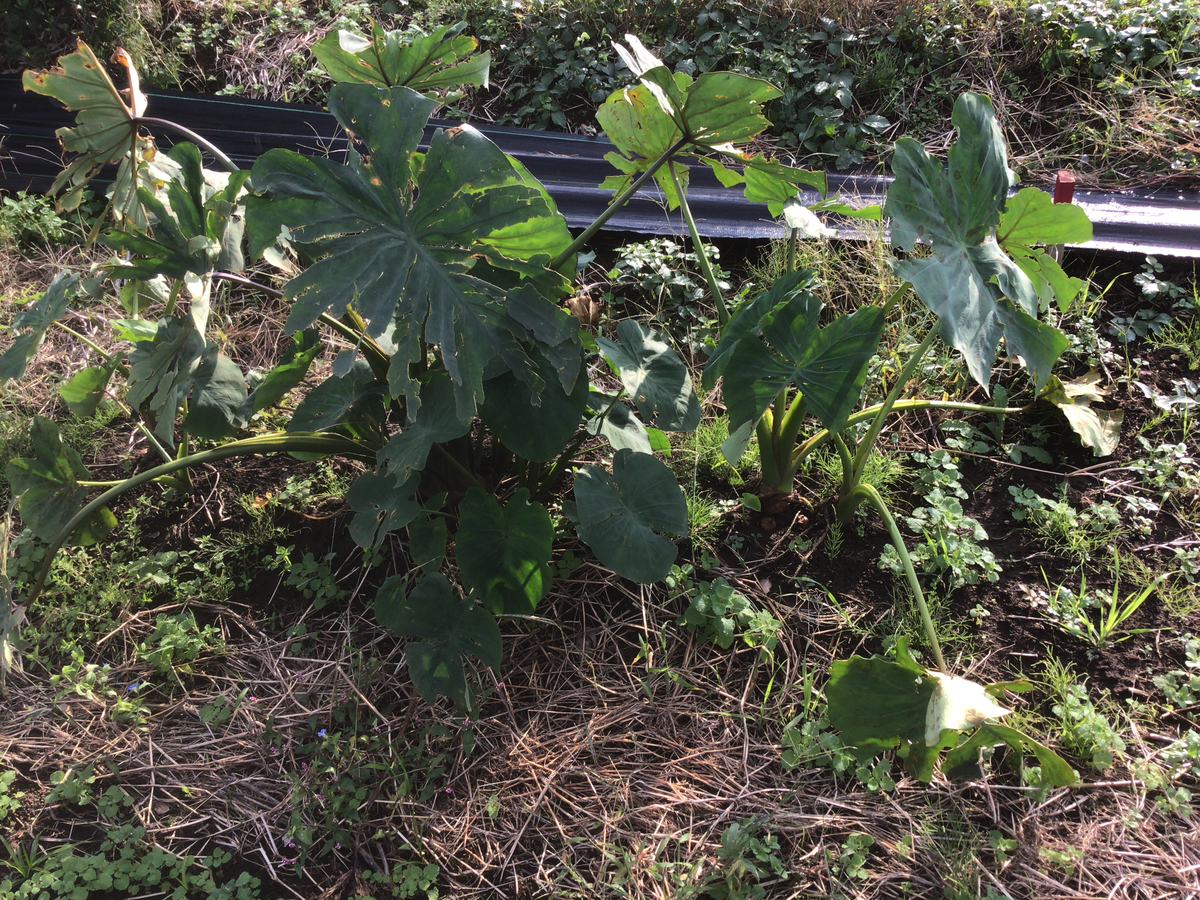 f:id:al-kana:20191111202648j:plain f:id:al-kana:20191111202648j:plain