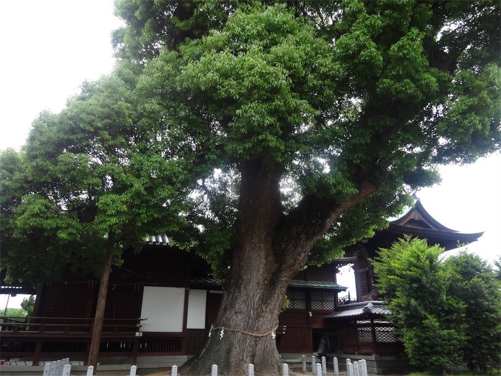 f:id:aladin_a4:20180503060909j:image