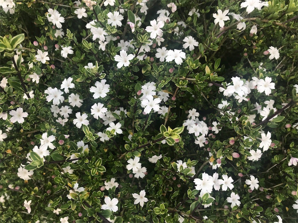 f:id:aladin_a4:20180506220135j:image