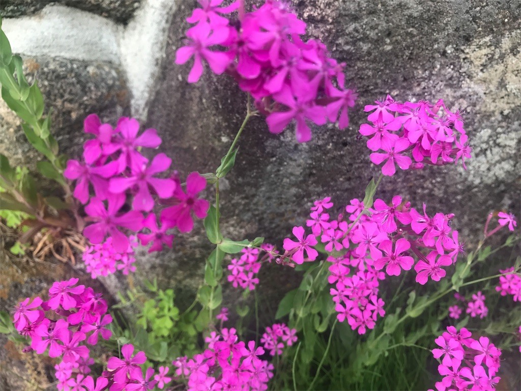 f:id:aladin_a4:20180506220139j:image
