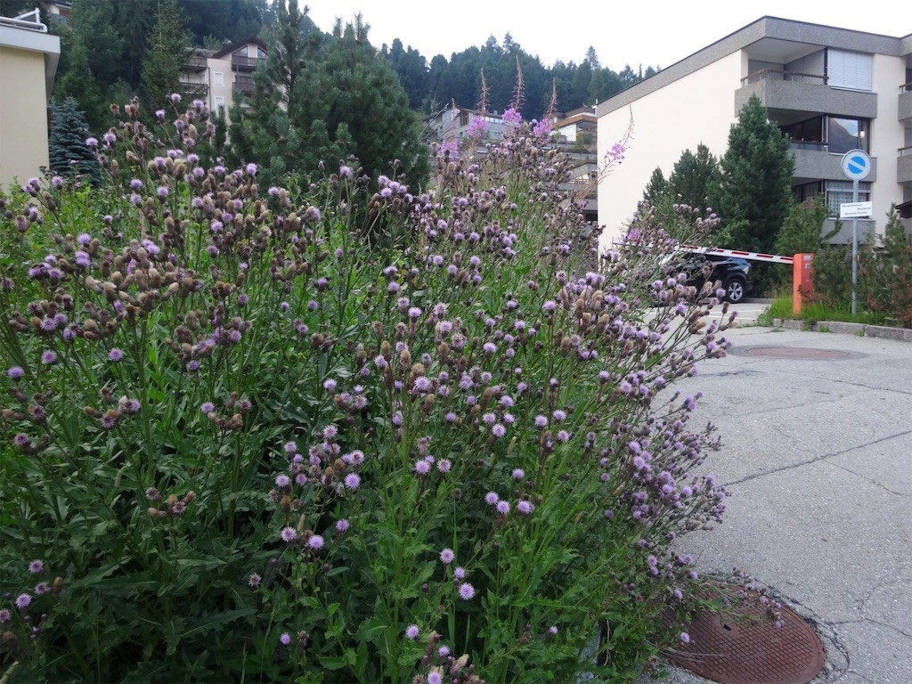 f:id:aladin_a4:20190818222935j:image f:id:aladin_a4:20190818222935j:image