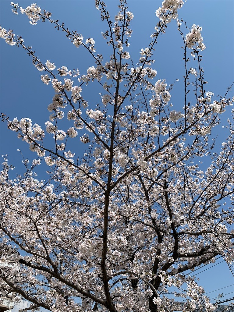f:id:aladin_a4:20200404224932j:image
