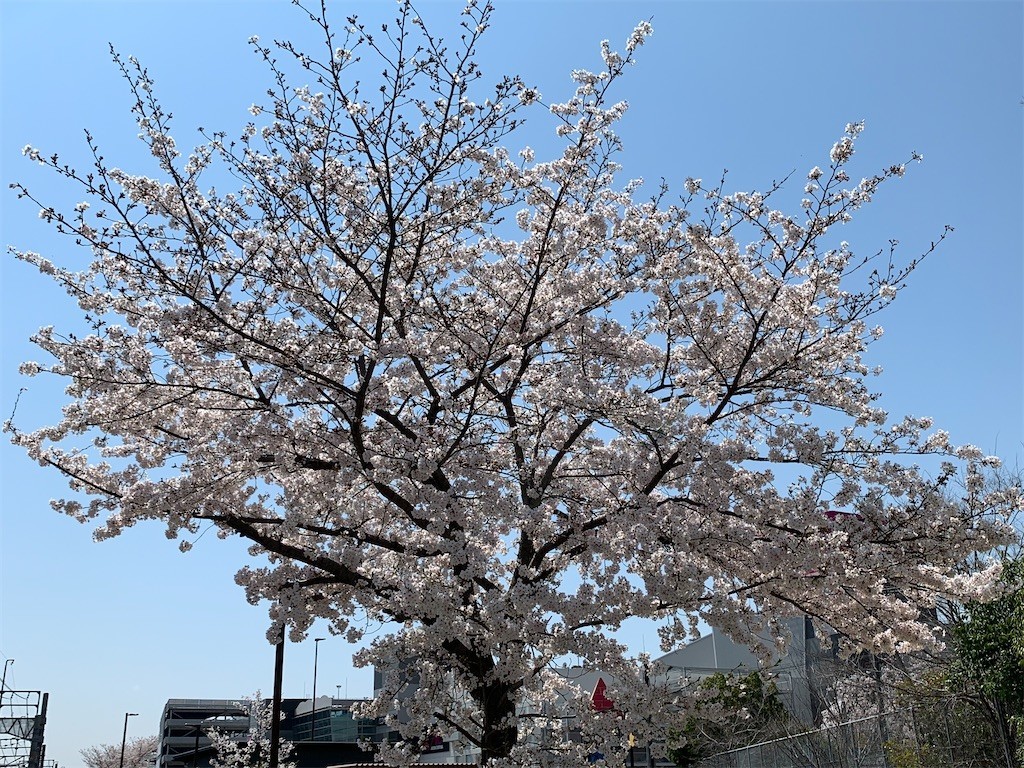 f:id:aladin_a4:20200404224936j:image