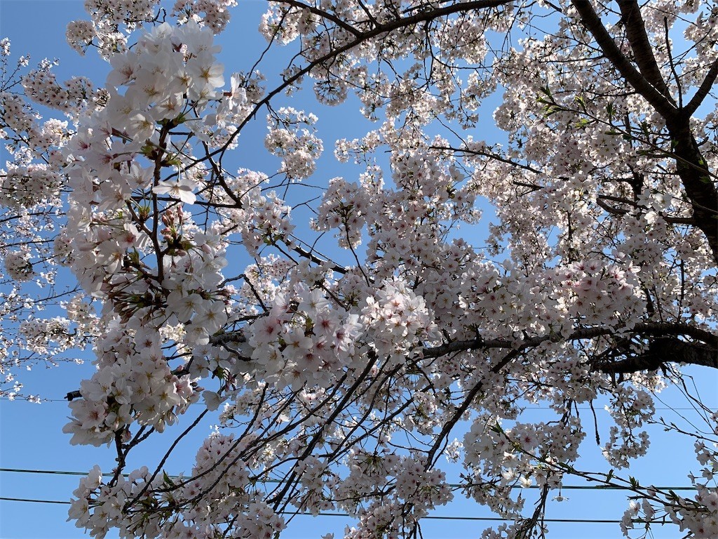 f:id:aladin_a4:20200404224946j:image