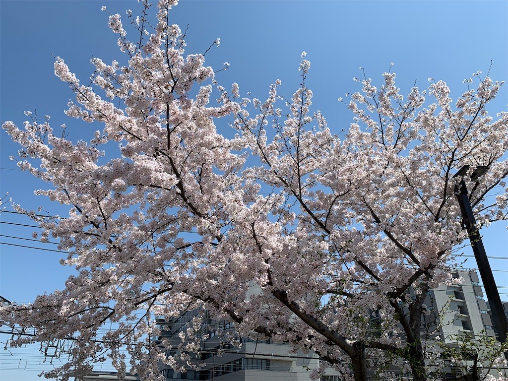 f:id:aladin_a4:20200404225022j:image