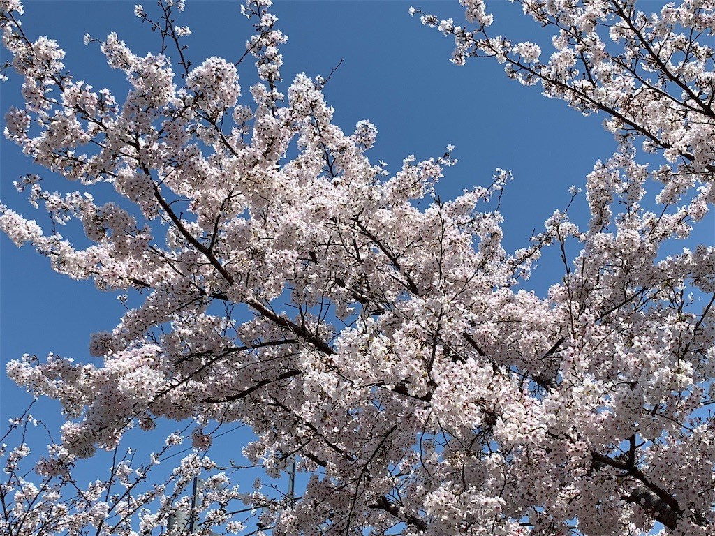 f:id:aladin_a4:20200404225030j:image