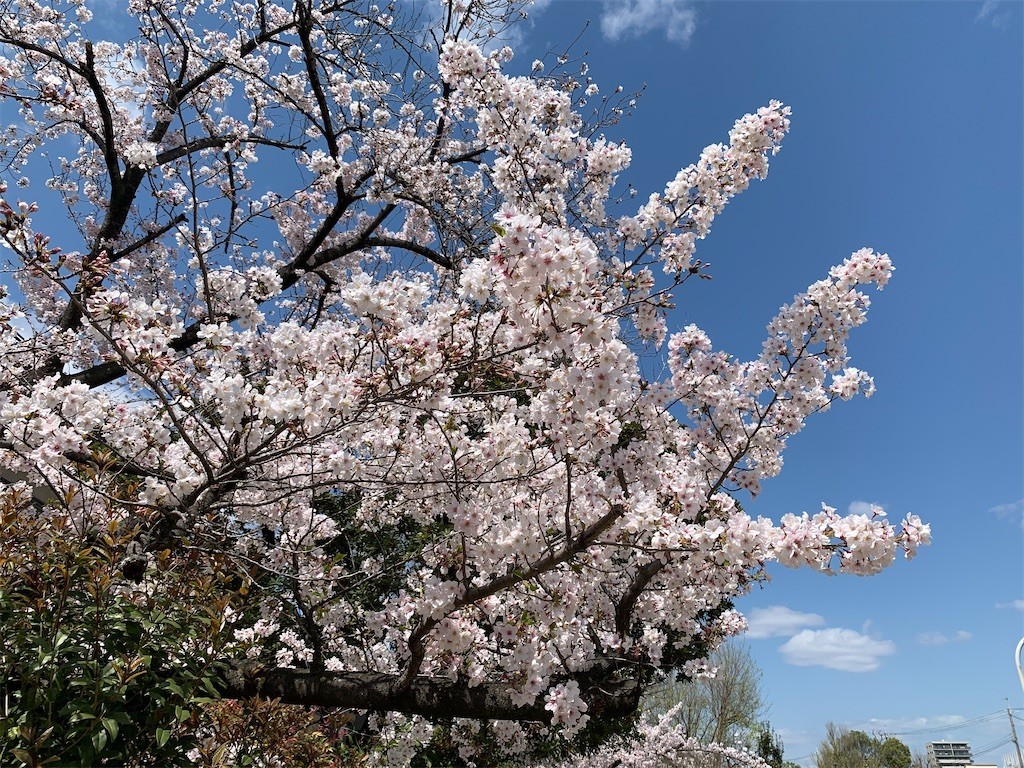 f:id:aladin_a4:20200405151214j:image