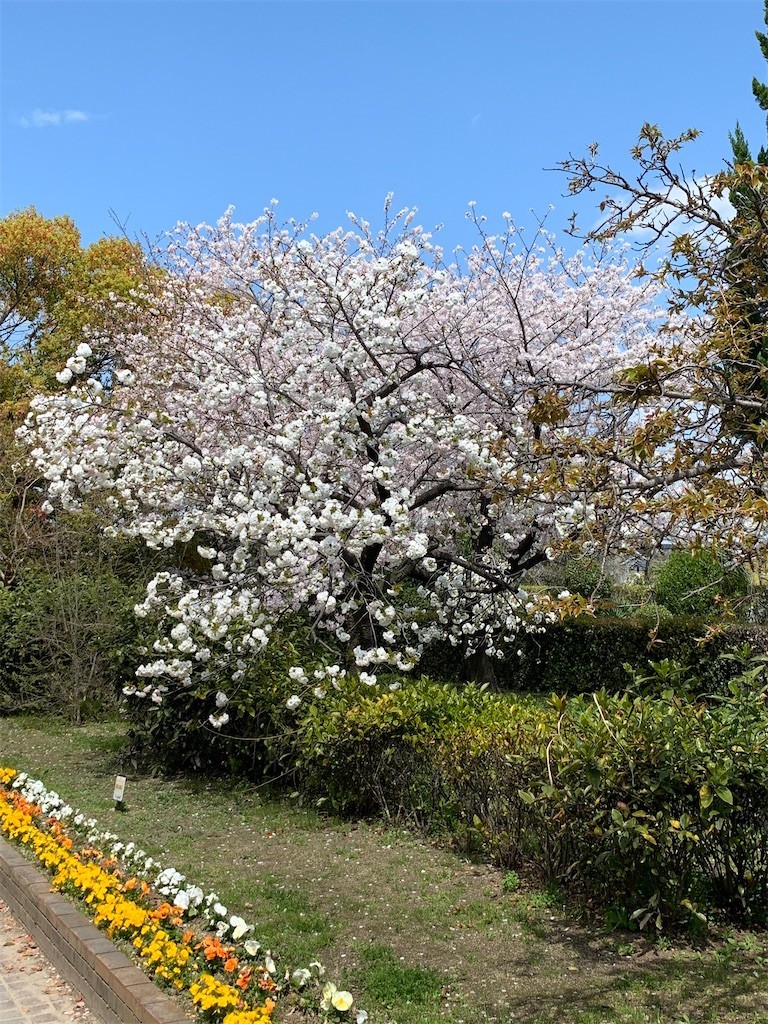 f:id:aladin_a4:20200405151242j:image